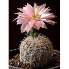 Nadir Tür Kaktüs, Gymnocalycium Bruchii var. Niveum, Nadir Tür Şuan Tomurcuklu- 5.5 cm saksıda-Kaktüs