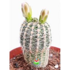 Nadir Tür Kaktüs, Gymnocalycium Bruchii var. Niveum, Nadir Tür Şuan Tomurcuklu- 5.5 cm saksıda-Kaktüs