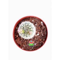 Nadir Tür Kaktüs, Gymnocalycium Bruchii var. Niveum, Nadir Tür Şuan Tomurcuklu- 5.5 cm saksıda-Kaktüs