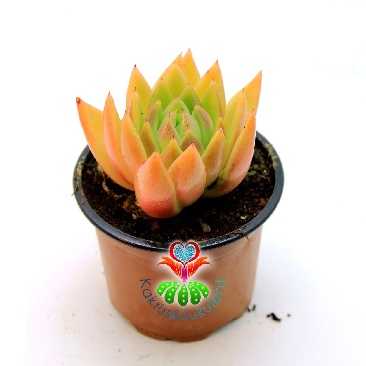 Echeveria Agavoides- Yeşil-Turuncu Tonlarında Rozet Sukulent-8,5 cm Saksıda-Set Yapraklı