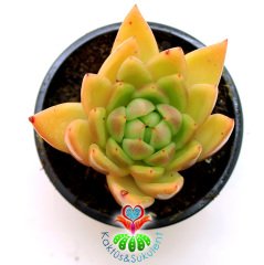 Echeveria Agavoides- Yeşil-Turuncu Tonlarında Rozet Sukulent-8,5 cm Saksıda-Set Yapraklı