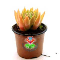 Echeveria Agavoides- Yeşil-Turuncu Tonlarında Rozet Sukulent-8,5 cm Saksıda-Set Yapraklı
