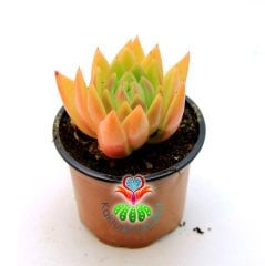 Echeveria Agavoides- Yeşil-Turuncu Tonlarında Rozet Sukulent-8,5 cm Saksıda-Set Yapraklı