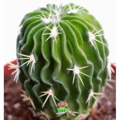 Kaktüs, Echinofossulocactus (Stenocactus) Multicostatus -8 cm saksıda-Teraryum,Kaktus,Sukulent
