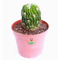 Kaktüs, Echinofossulocactus (Stenocactus) Multicostatus -8 cm saksıda-Teraryum,Kaktus,Sukulent