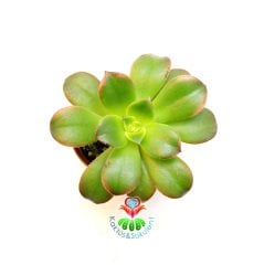 Sukulent, Aeonium Kiwi-Işık Yoğunluğuna Göre Yaprakları Sarılaşır ve Pembeleşir-5,5 cm Saksıda