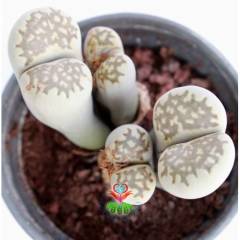 Dev Boy Lithops Dorotheae Kahverenk-Nadir Tür Sarı Renk Çiçek Açar-10 cm Saksıda 3 lü Dev Lithops