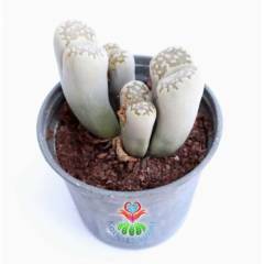 Dev Boy Lithops Dorotheae Kahverenk-Nadir Tür Sarı Renk Çiçek Açar-10 cm Saksıda 3 lü Dev Lithops