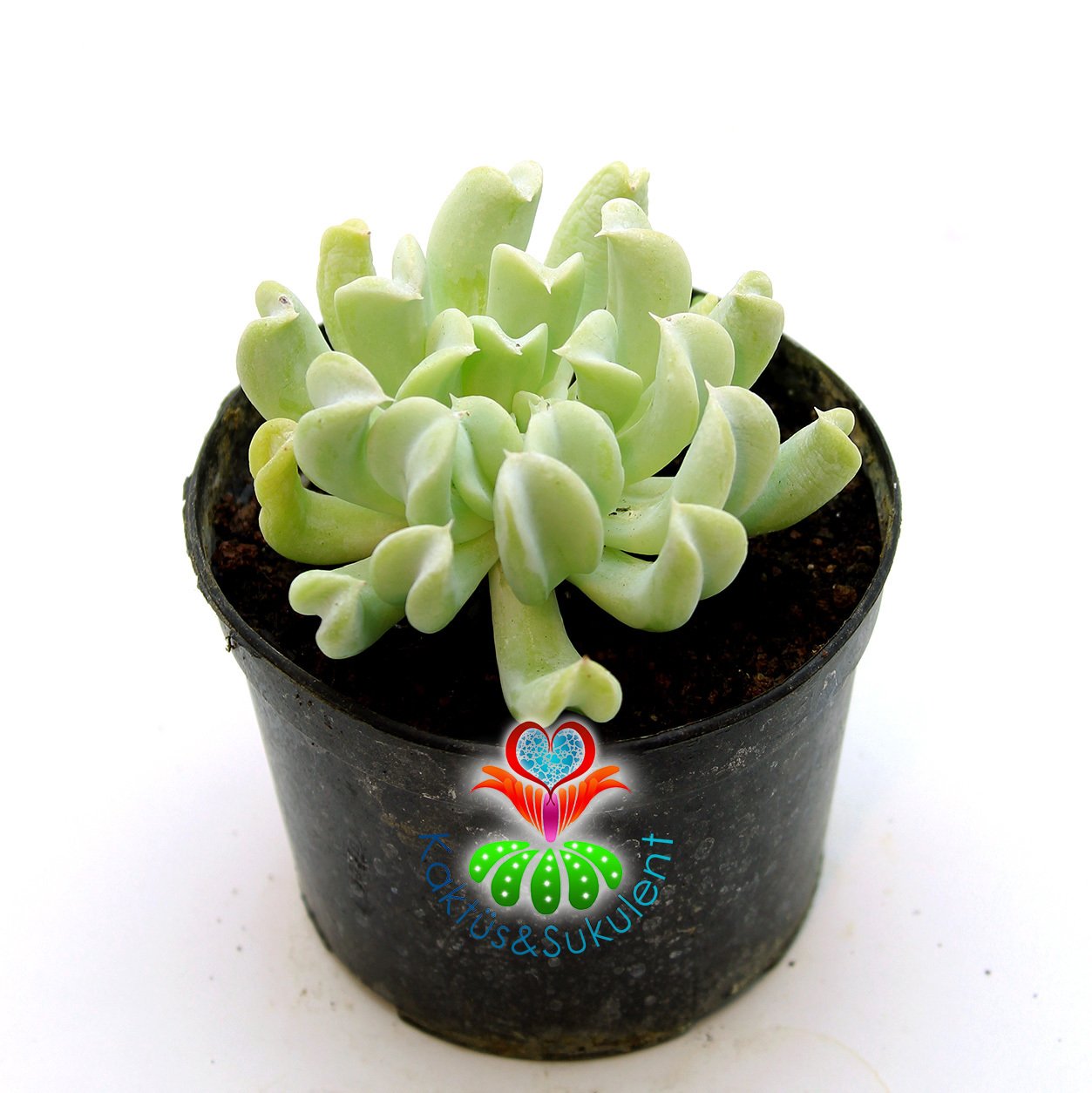 Echeveria Runyonii 'Topsy Turvy'-Yaprak Uçları Kalp Şeklinde-Sıradışı Formlu-5,5 cm Saksıda