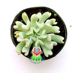 Echeveria Runyonii 'Topsy Turvy'-Yaprak Uçları Kalp Şeklinde-Sıradışı Formlu-5,5 cm Saksıda
