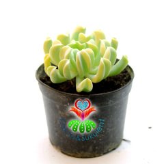 Echeveria Runyonii 'Topsy Turvy'-Yaprak Uçları Kalp Şeklinde-Sıradışı Formlu-5,5 cm Saksıda