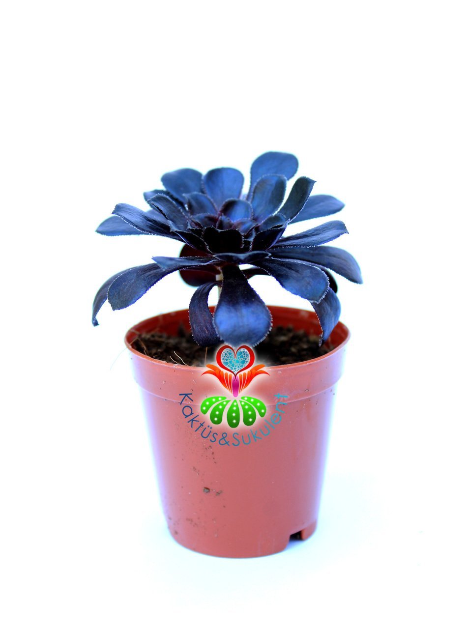 Sukulent, Aeonium Arboreum SCHWARZKOPF -Siyah Gül -Yaprakları Yoğun Güneşte Siyahlaşır- 5,5 cm Saksıda