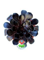 Sukulent, Aeonium Arboreum SCHWARZKOPF -Siyah Gül -Yaprakları Yoğun Güneşte Siyahlaşır- 5,5 cm Saksıda