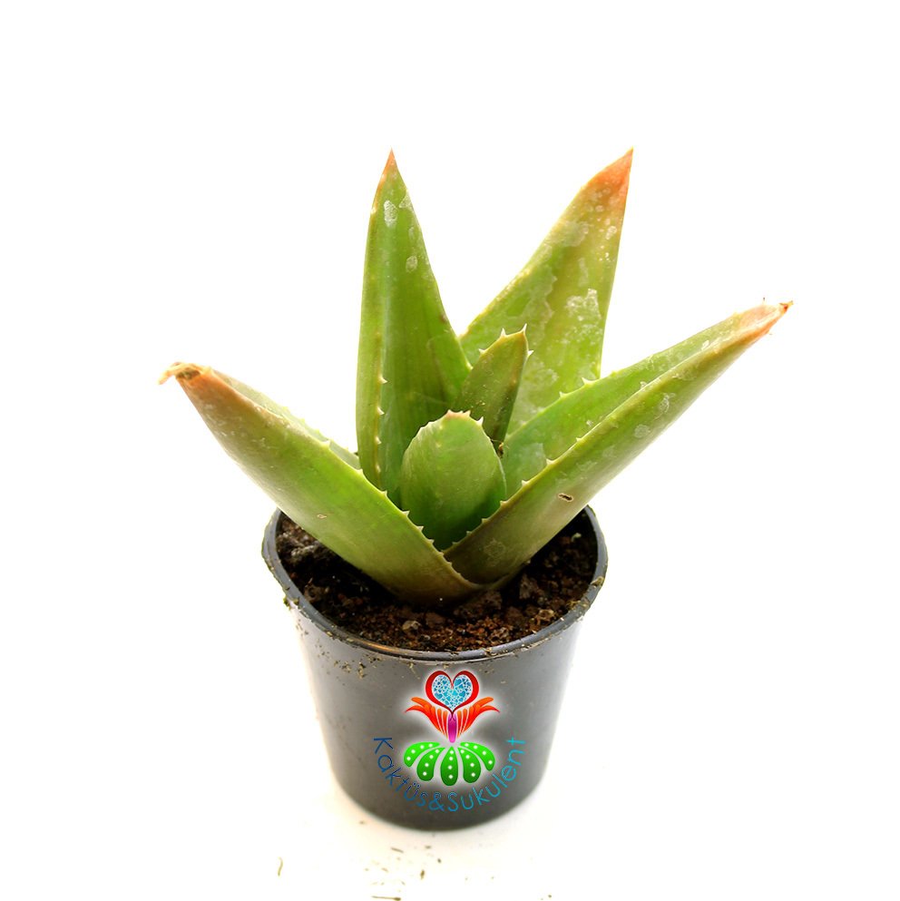 Sukulent,Aloe Mitriformis-5,5 cm Saksıda-Yeşil Dolgun Yapraklı Büyüdükçe Simetrik Form Alır