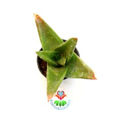 Sukulent,Aloe Mitriformis-5,5 cm Saksıda-Yeşil Dolgun Yapraklı Büyüdükçe Simetrik Form Alır
