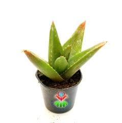 Sukulent,Aloe Mitriformis-5,5 cm Saksıda-Yeşil Dolgun Yapraklı Büyüdükçe Simetrik Form Alır