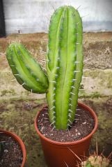 DEV BOY Mavi Renk-30 cm Uzunluk-14 cm Saksıda-Cactus,Sukulent