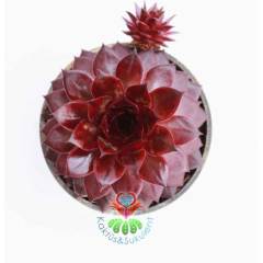 Sukulent, Sempervivum Red Rubin 7,5 cm saksıda- Doğal Kırmızı Renk Sukulent Dayanıklı Tür, Sukulent