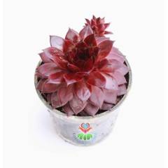 Sukulent, Sempervivum Red Rubin 7,5 cm saksıda- Doğal Kırmızı Renk Sukulent Dayanıklı Tür, Sukulent