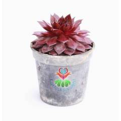 Sukulent, Sempervivum Red Rubin 7,5 cm saksıda- Doğal Kırmızı Renk Sukulent Dayanıklı Tür, Sukulent