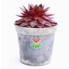 Sukulent, Sempervivum Red Rubin 7,5 cm saksıda- Doğal Kırmızı Renk Sukulent Dayanıklı Tür, Sukulent