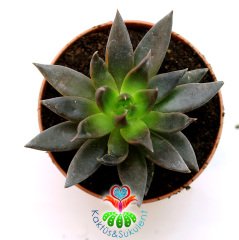 Sukulent,Echeveria Black Knight- Kara Şövalye- 8,5 cm saksıda-Siyah Renk Sukkulent-Teraryum,