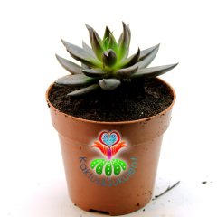 Sukulent,Echeveria Black Knight- Kara Şövalye- 8,5 cm saksıda-Siyah Renk Sukkulent-Teraryum,