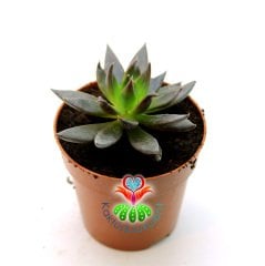 Sukulent,Echeveria Black Knight- Kara Şövalye- 8,5 cm saksıda-Siyah Renk Sukkulent-Teraryum,