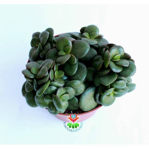 Feng Shui,Crassula Ovata -10 cm Saksı Bodur Para Ağacı,Şans Uğur Ağacı, Sukulent, Şans Çiçeği