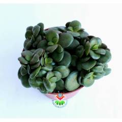 Feng Shui,Crassula Ovata -10 cm Saksı Bodur Para Ağacı,Şans Uğur Ağacı, Sukulent, Şans Çiçeği