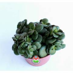 Feng Shui,Crassula Ovata -10 cm Saksı Bodur Para Ağacı,Şans Uğur Ağacı, Sukulent, Şans Çiçeği
