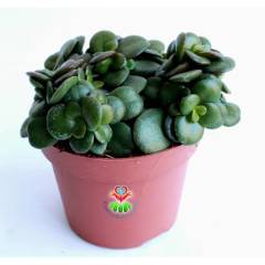 Feng Shui,Crassula Ovata -10 cm Saksı Bodur Para Ağacı,Şans Uğur Ağacı, Sukulent, Şans Çiçeği