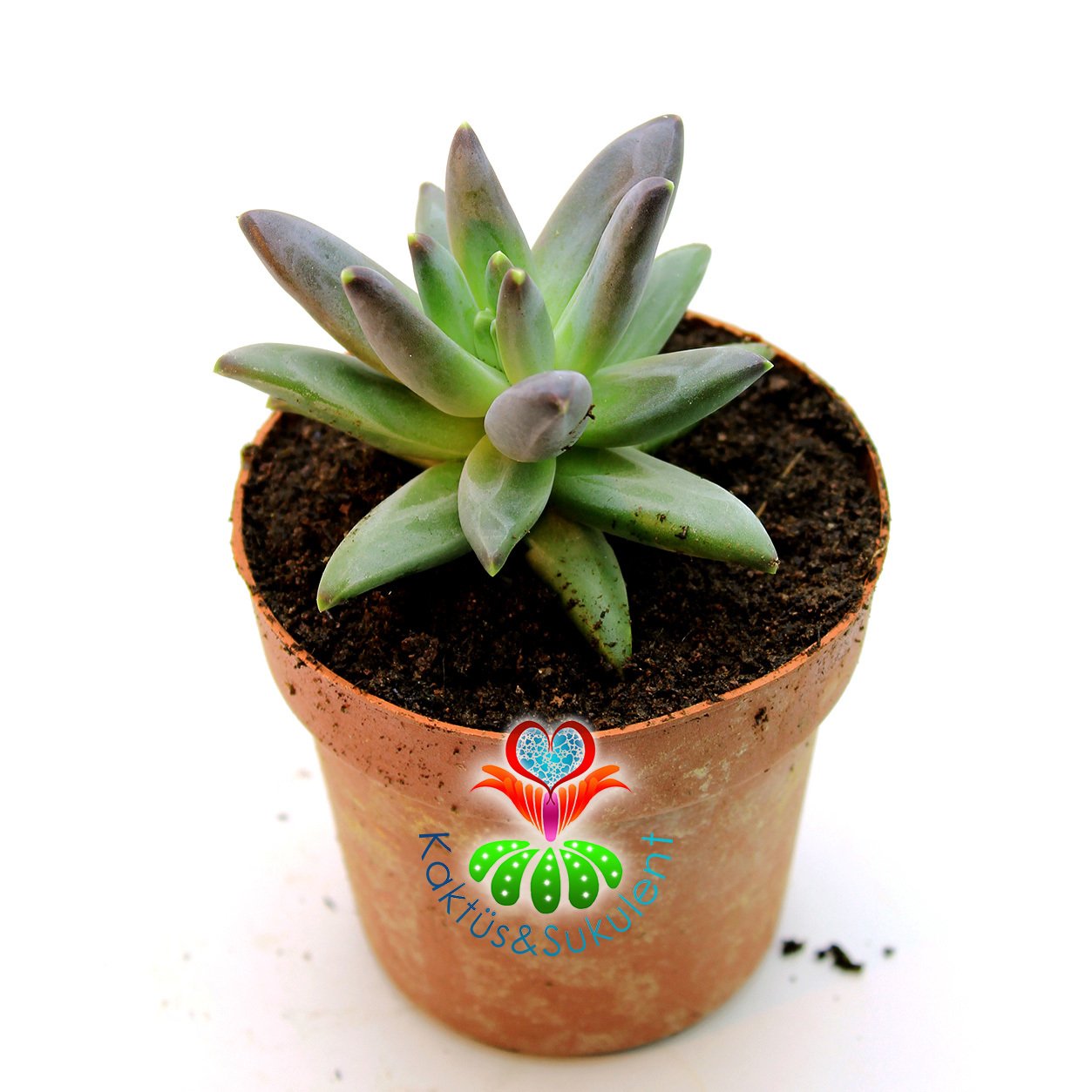 Sukulent,Pachyphytum Compactum -Mükemmel Formlu Rozet Sukkulent- 8,5 cm saksıda-Teraryum,Kaktus