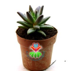 Sukulent,Pachyphytum Compactum -Mükemmel Formlu Rozet Sukkulent- 8,5 cm saksıda-Teraryum,Kaktus