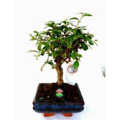 Carmona Mini Bonsai, Mükemmel Formlu Minyatür Ağaç Kalın Gövdeli 15 cm Mini Boy İthal