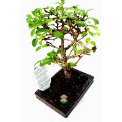 Carmona Mini Bonsai, Mükemmel Formlu Minyatür Ağaç Kalın Gövdeli 15 cm Mini Boy İthal