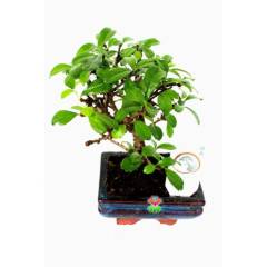 Carmona Mini Bonsai, Mükemmel Formlu Minyatür Ağaç Kalın Gövdeli 15 cm Mini Boy İthal