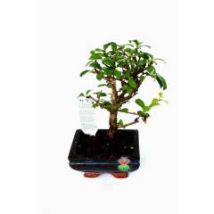 Carmona Mini Bonsai, Mükemmel Formlu Minyatür Ağaç Kalın Gövdeli 15 cm Mini Boy İthal