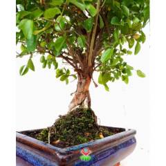 Carmona Mini Bonsai, Mükemmel Formlu Minyatür Ağaç Kalın Gövdeli 15 cm Mini Boy İthal