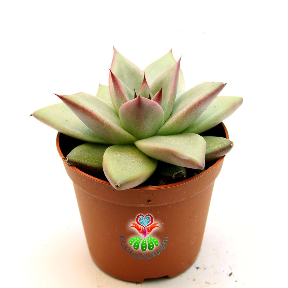 Sukulent,Echeveria Agavoides 'Maria' -Güneşte Yaprakları Pembeleşir- 8,5 cm saksıda -Teraryum,Kaktüs