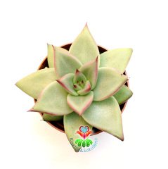Sukulent,Echeveria Agavoides 'Maria' -Güneşte Yaprakları Pembeleşir- 8,5 cm saksıda -Teraryum,Kaktüs