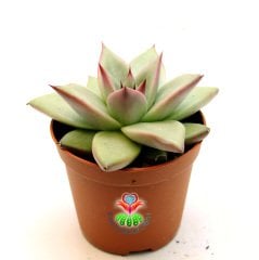 Sukulent,Echeveria Agavoides 'Maria' -Güneşte Yaprakları Pembeleşir- 8,5 cm saksıda -Teraryum,Kaktüs