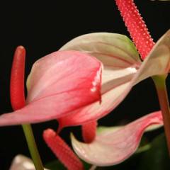 Pembe Flamingo Çiçeği, Anthurium Princess Amalia Elegance- Kalp Çiçekli, 12 cm saksıda 70+cm Boyda