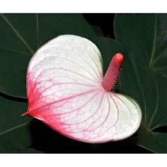 Pembe Flamingo Çiçeği, Anthurium Princess Amalia Elegance- Kalp Çiçekli, 12 cm saksıda 70+cm Boyda