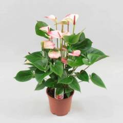 Pembe Flamingo Çiçeği, Anthurium Princess Amalia Elegance- Kalp Çiçekli, 12 cm saksıda 70+cm Boyda