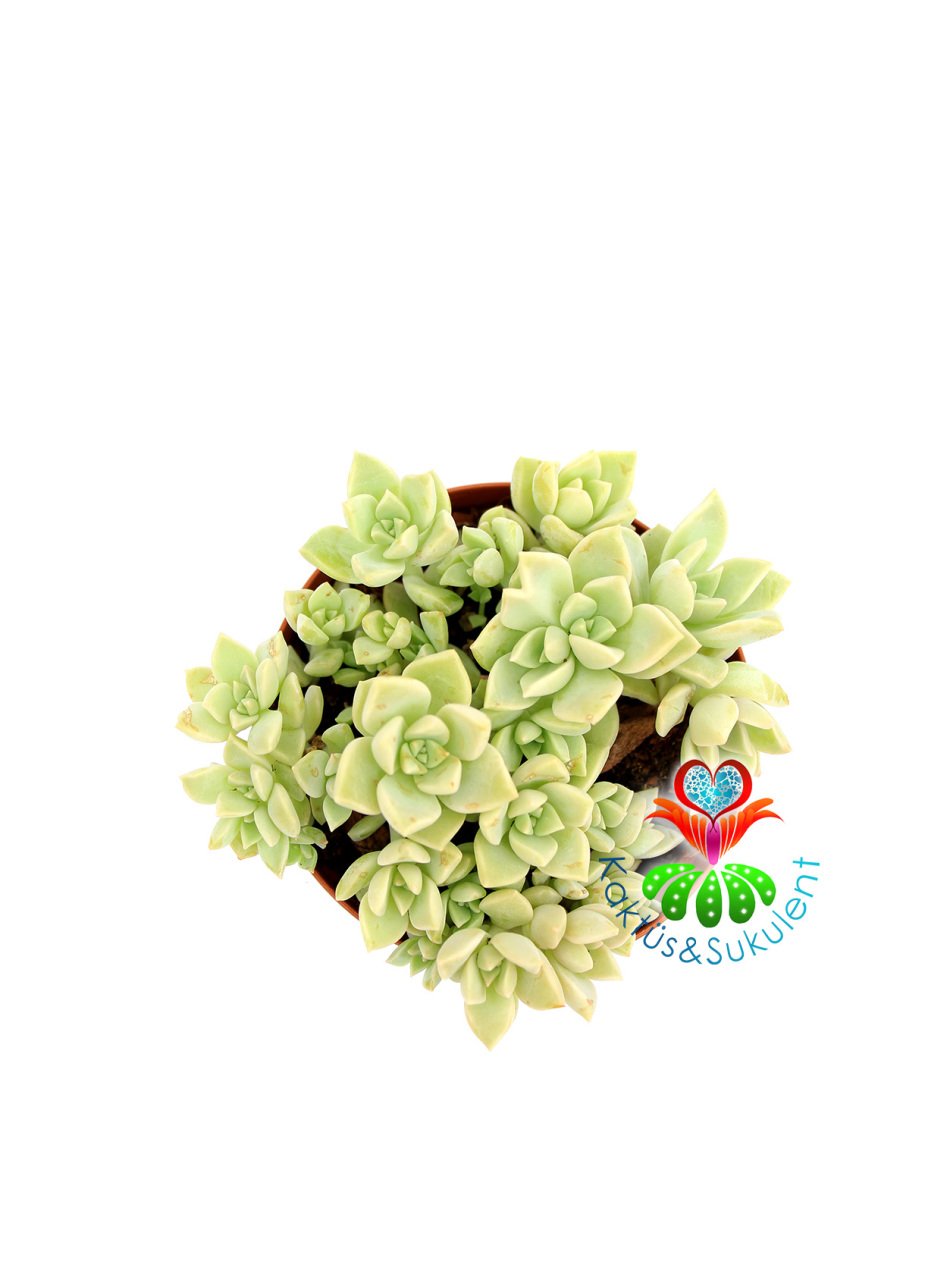 Sukulent, Echeveria Fleur Blanc-Açık Yeşil Gri Renk Sıradışı Simetrik-8,5 cm saksıda-Teraryum,Kaktus
