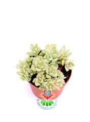 Sukulent, Echeveria Fleur Blanc-Açık Yeşil Gri Renk Sıradışı Simetrik-8,5 cm saksıda-Teraryum,Kaktus