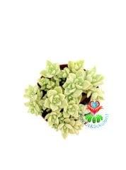 Sukulent, Echeveria Fleur Blanc-Açık Yeşil Gri Renk Sıradışı Simetrik-8,5 cm saksıda-Teraryum,Kaktus