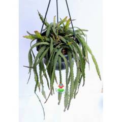 Rhipsalis Cruciformis ÇOK NADİR SARKAN TÜR- Başka Yerde Yok-12 cm saksıda-Güneşte Kırmızı Renk Alır