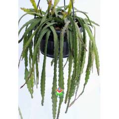 Rhipsalis Cruciformis ÇOK NADİR SARKAN TÜR- Başka Yerde Yok-12 cm saksıda-Güneşte Kırmızı Renk Alır